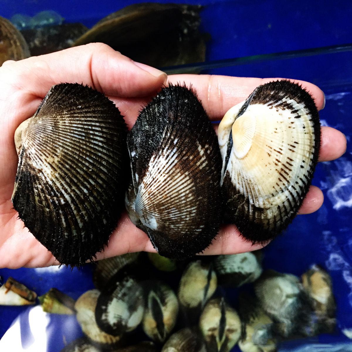 Đặc sản Rạch Giá Sò lông Rạch Giá được chế biến thành nhiều món ngon, trong đó có gỏi sò lông hoa chuối