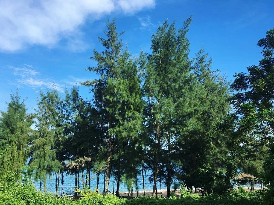 đảo Cái Chiên Cái Chiên ghi dấu ấn với những rừng thông, rặng phi lao bạt ngàn, xào xạc trong gió