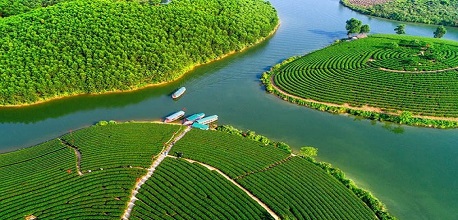 Đảo chè Thanh Chương – thiên đường sống ảo đẹp quên lối về