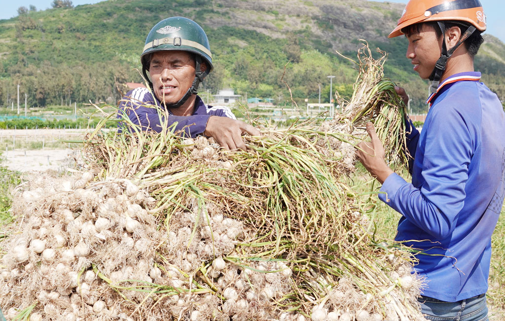 Đảo Lý Sơn được mệnh danh là “vương quốc tỏi” 