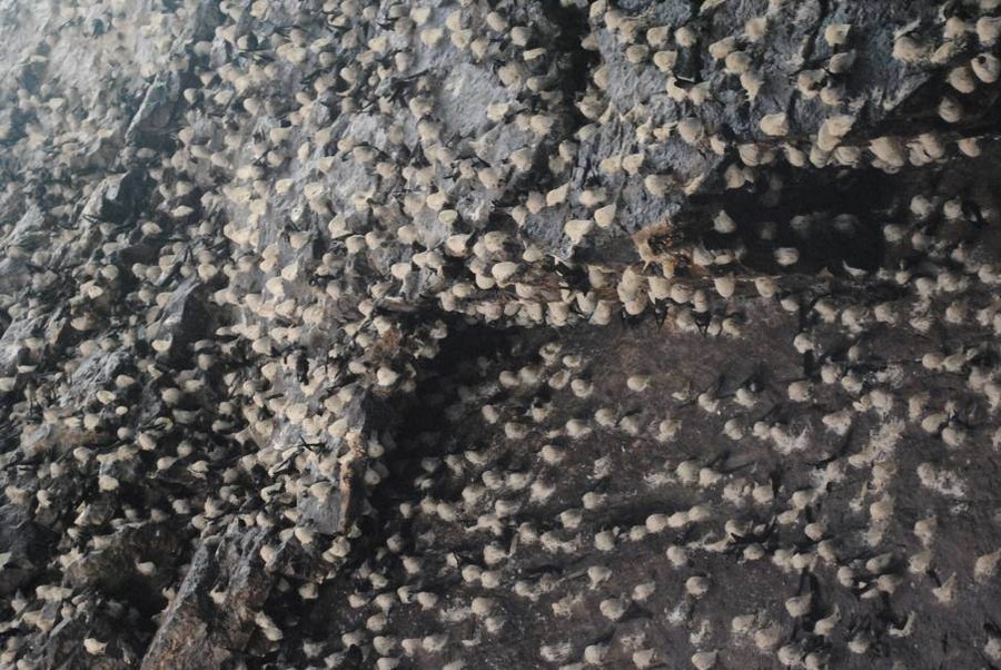 “Xứ sở” của chim yến thu hút rất nhiều du khách đến tham quan