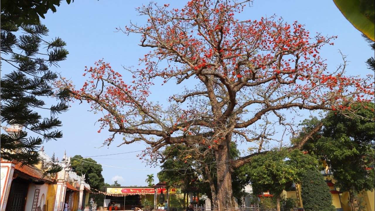 Đền Mõ Hoa gạo nở đẹp, thu hút du khách