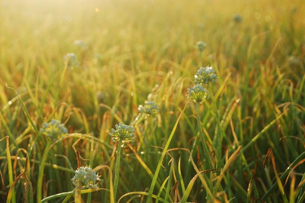 Đi Lý Sơn mùa nào đẹp Check-in tại cánh đồng tỏi Lý Sơn tuyệt đẹp