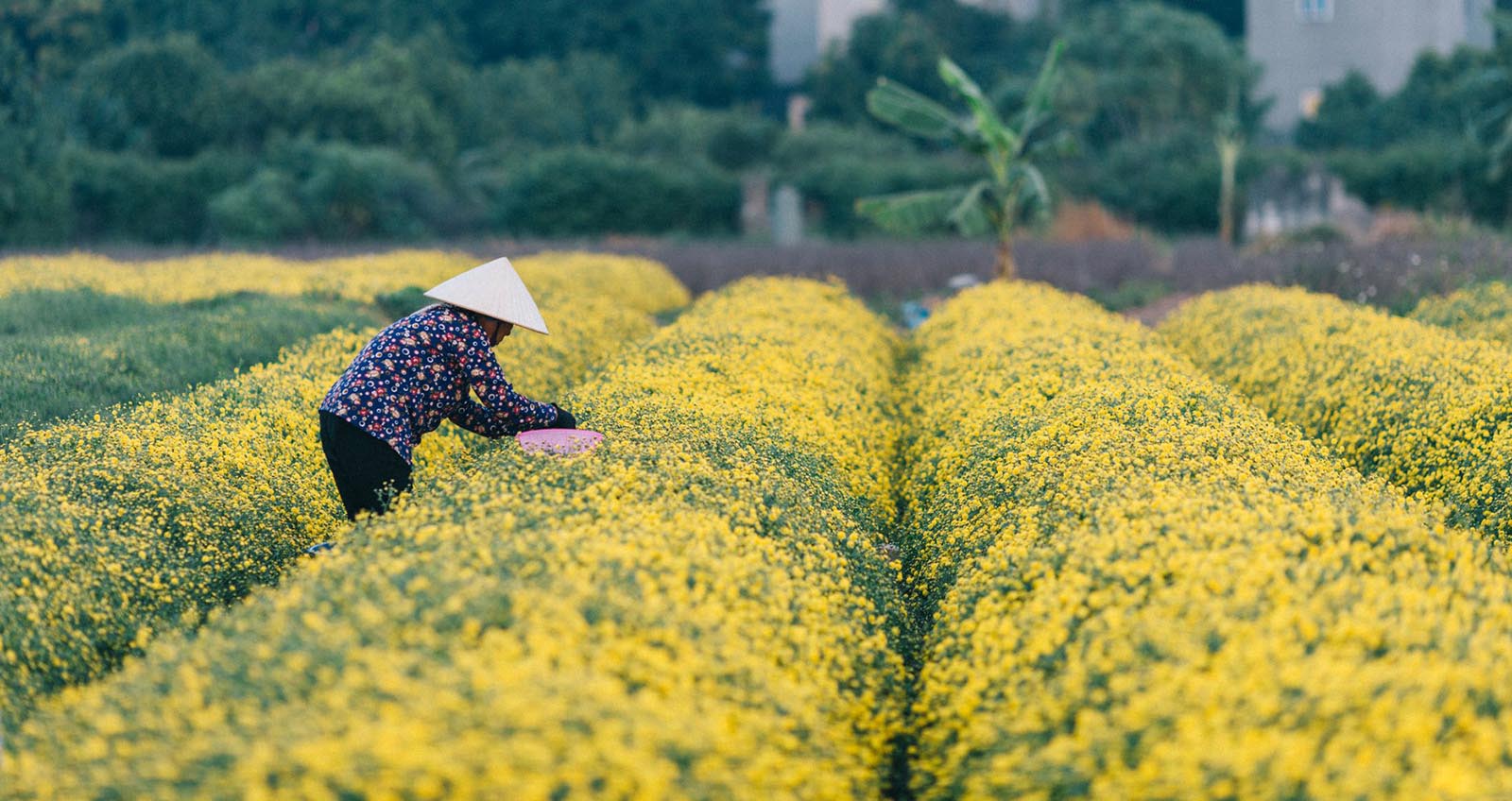 Cánh đồng hoa cúc chi Địa chỉ cánh đồng hoa cúc chi Hưng Yên