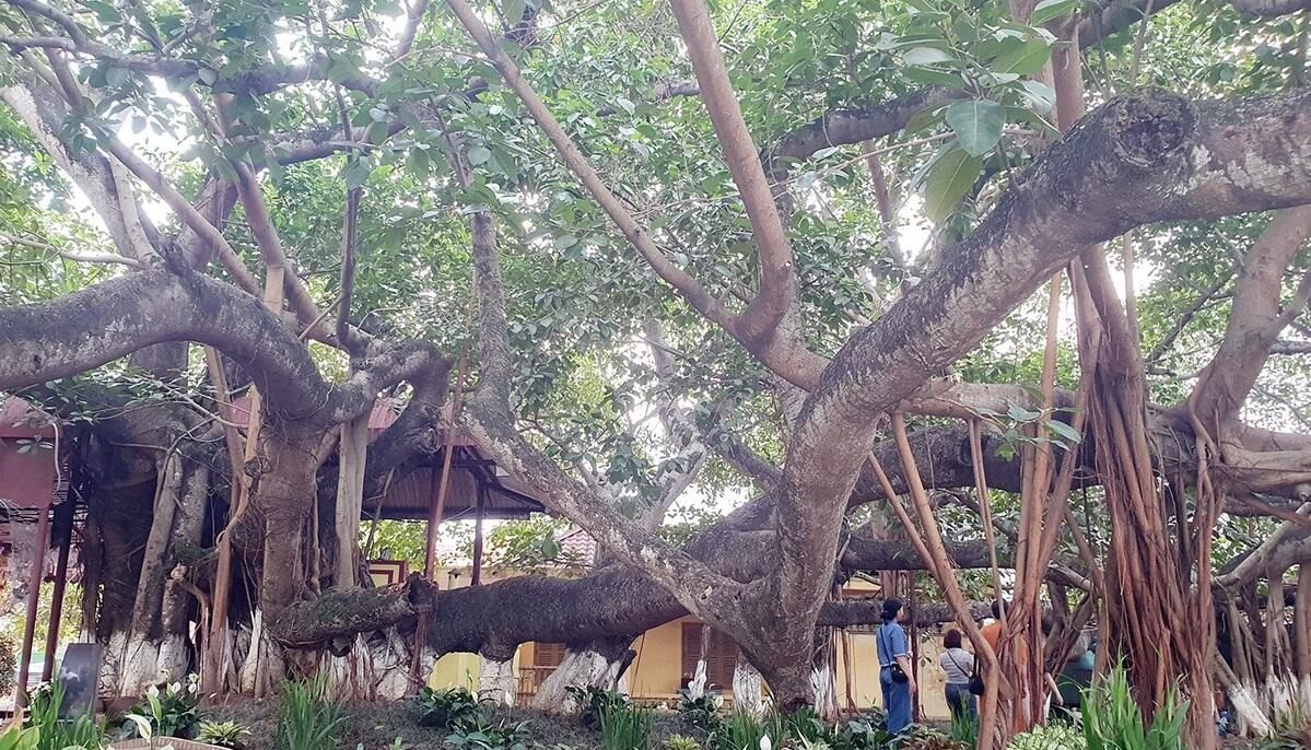 Địa chỉ cây đa 13 gốc tại Hải Phòng