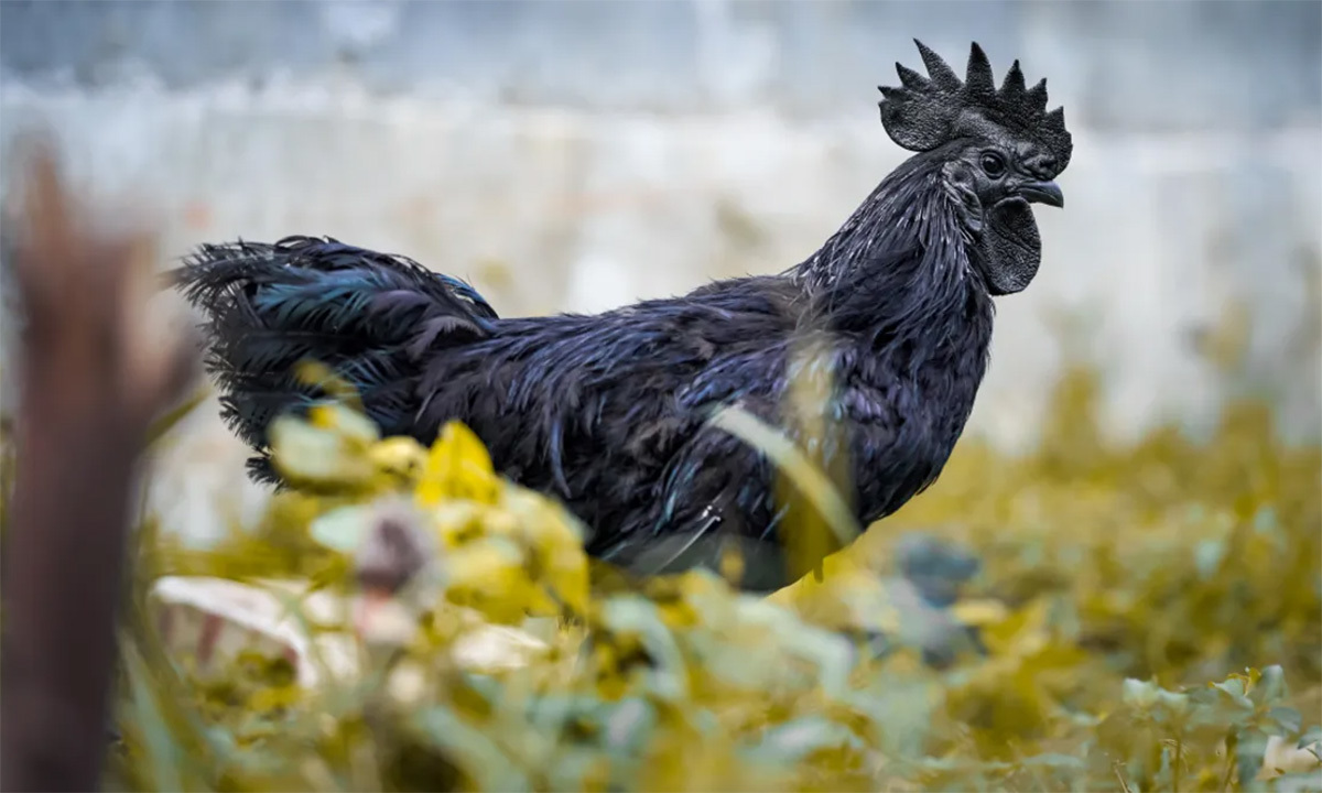 Địa chỉ mua gà đen Sa Pa