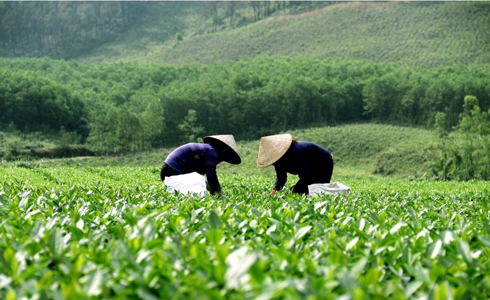 Đồi chè Kỳ Trung Hà Tĩnh