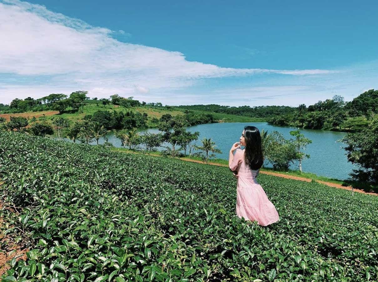 đồi chè Tâm Châu Bảo Lộc Sự hài hòa giữa khung cảnh và con người tạo nên một bức ảnh đẹp