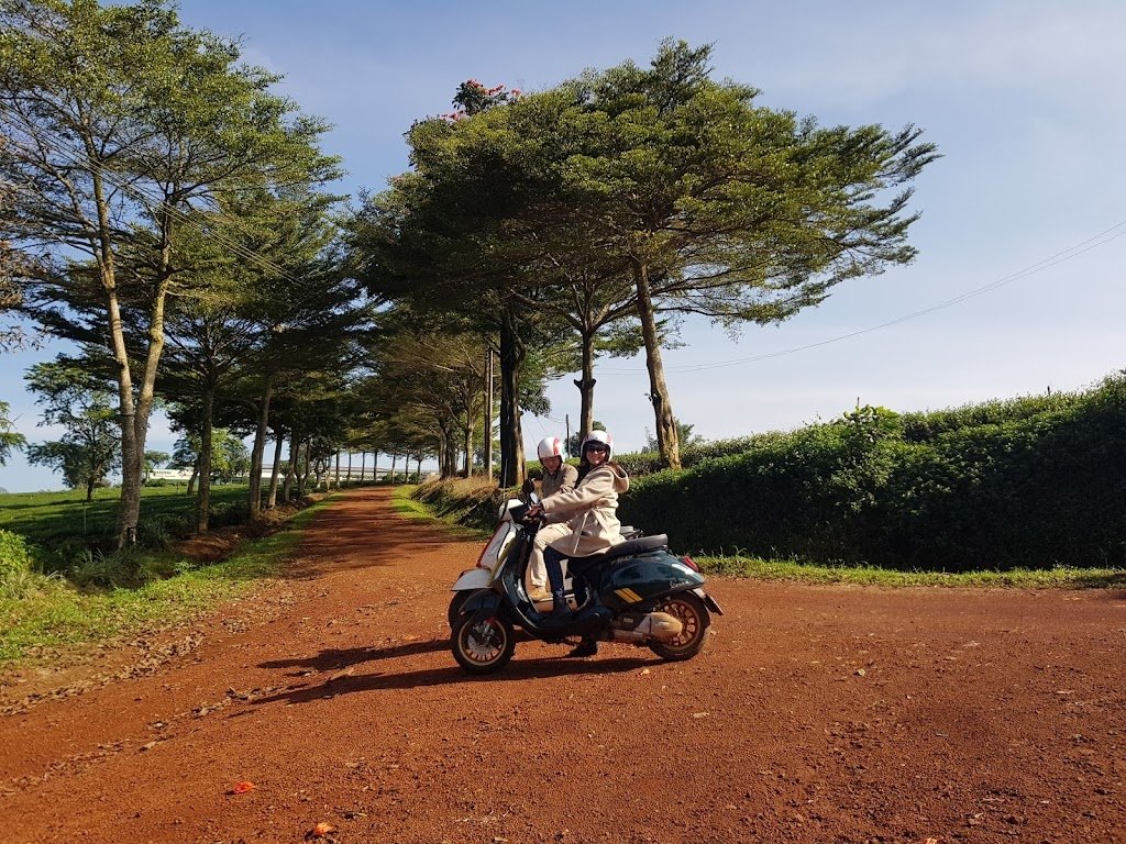 đồi chè Tâm Châu Bảo Lộc Con đường đất đỏ đến đồi chè