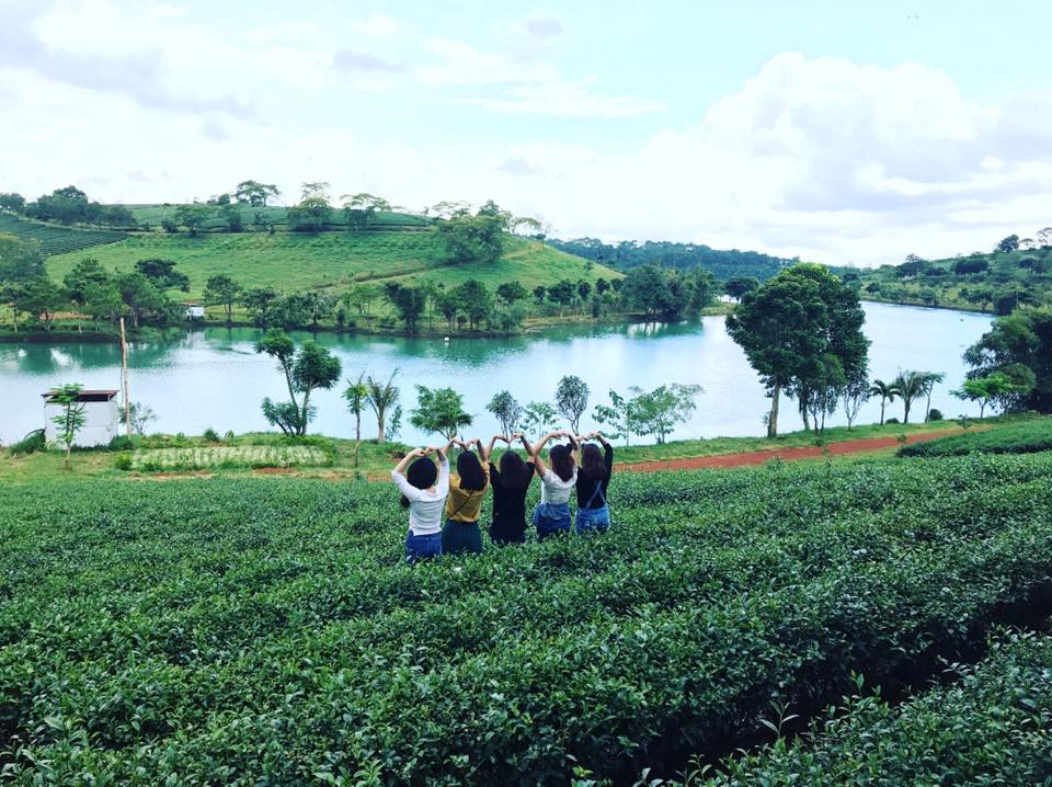 đồi chè Tâm Châu Bảo Lộc Giá vé đồi chè Tâm Châu miễn phí để du khách đến tham quan