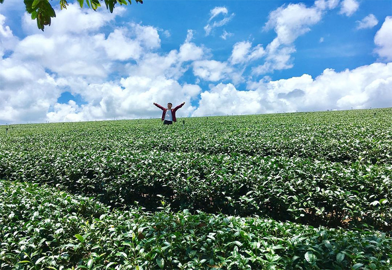 đồi chè Tâm Châu Bảo Lộc Đồi chè bao phủ bởi những sắc xanh mướt