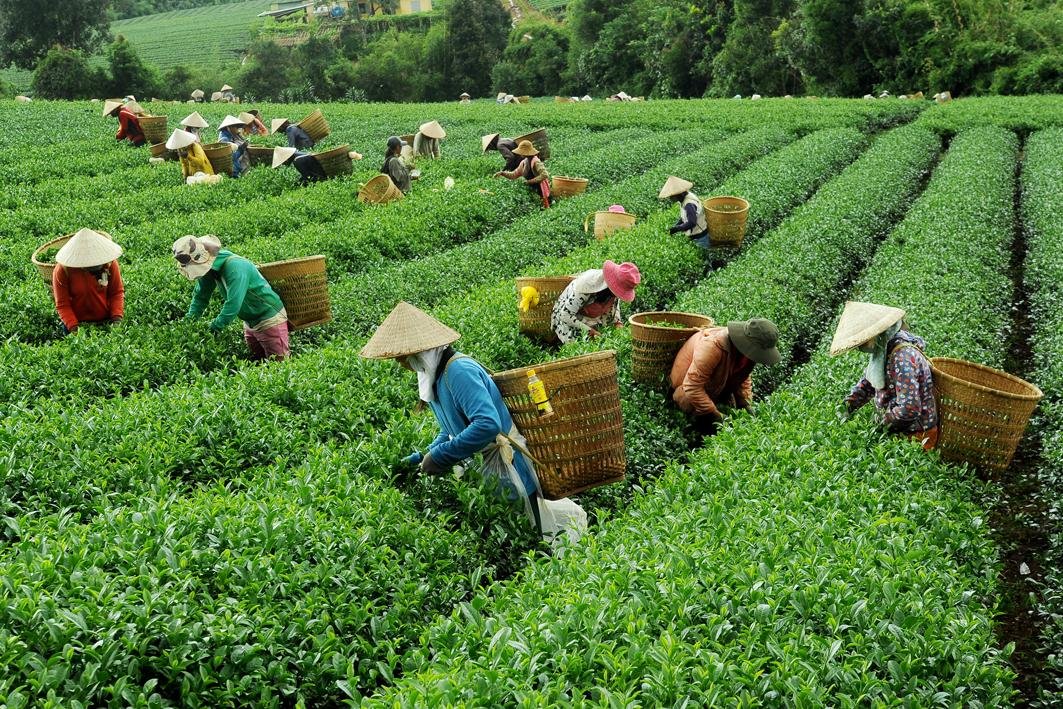 đồi chè Tâm Châu Bảo Lộc Hình ảnh những người dân hái chè