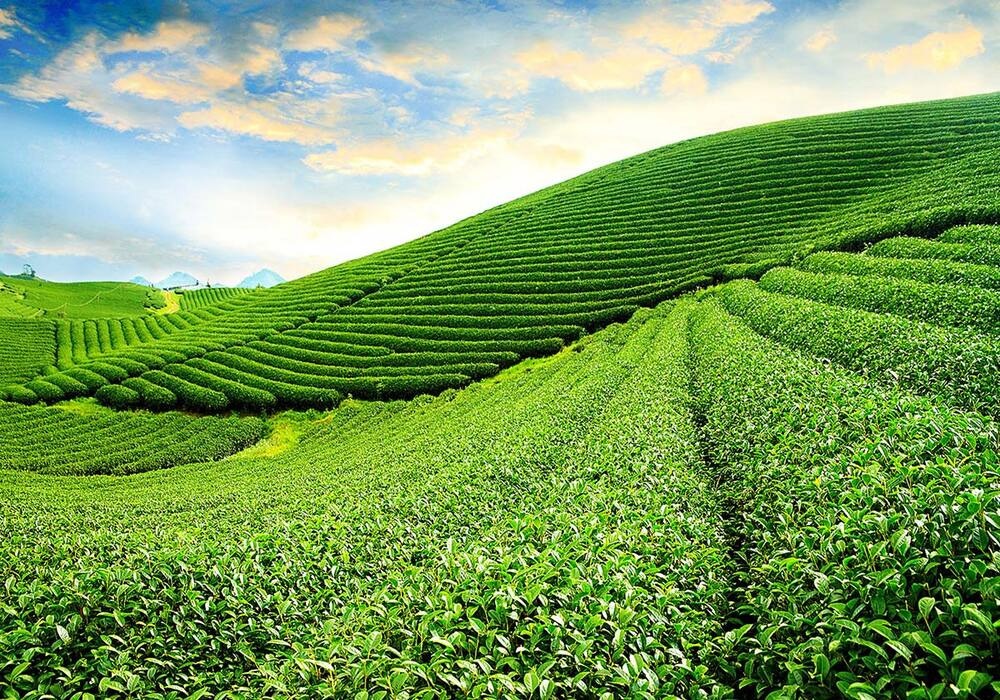 đồi chè Tâm Châu Bảo Lộc Khung cảnh bình minh tuyệt đẹp tại đồi chè