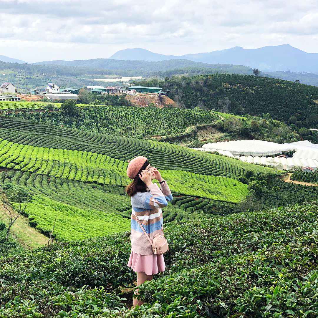 đồi chè Tâm Châu Bảo Lộc Những bức hình đẹp tại đồi chè