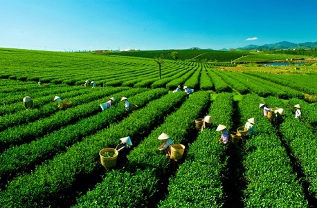 Lên lịch trình khám phá đồi chè Tâm Châu Bảo Lộc xanh mướt cực đẹp