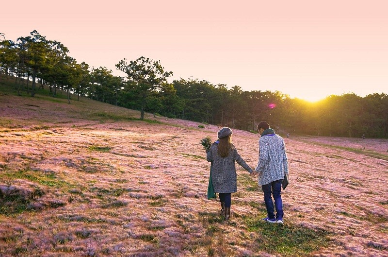 Đồi cỏ hồng Đà Lạt Đồi cỏ hồng là địa điểm check in tuyệt đẹp