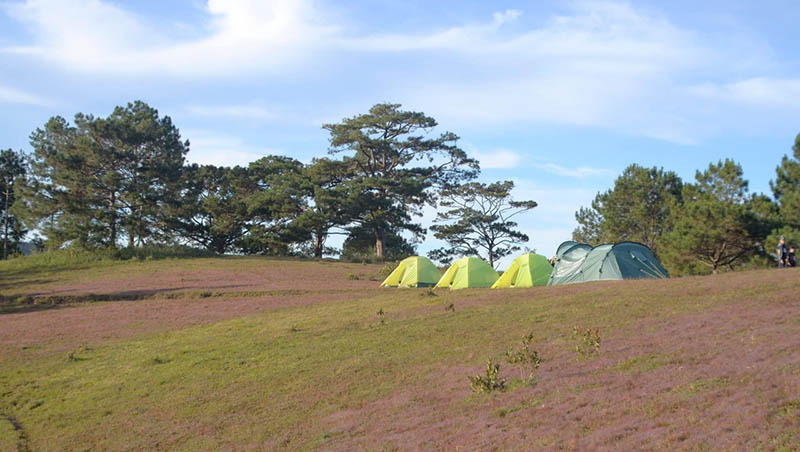 Đồi cỏ hồng Đà Lạt Cắm trại trên đồi cỏ hồng
