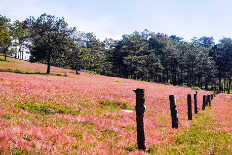 Phát sốt trước vẻ đẹp lãng mạn “độc nhất vô nhị” của đồi cỏ hồng Đà Lạt