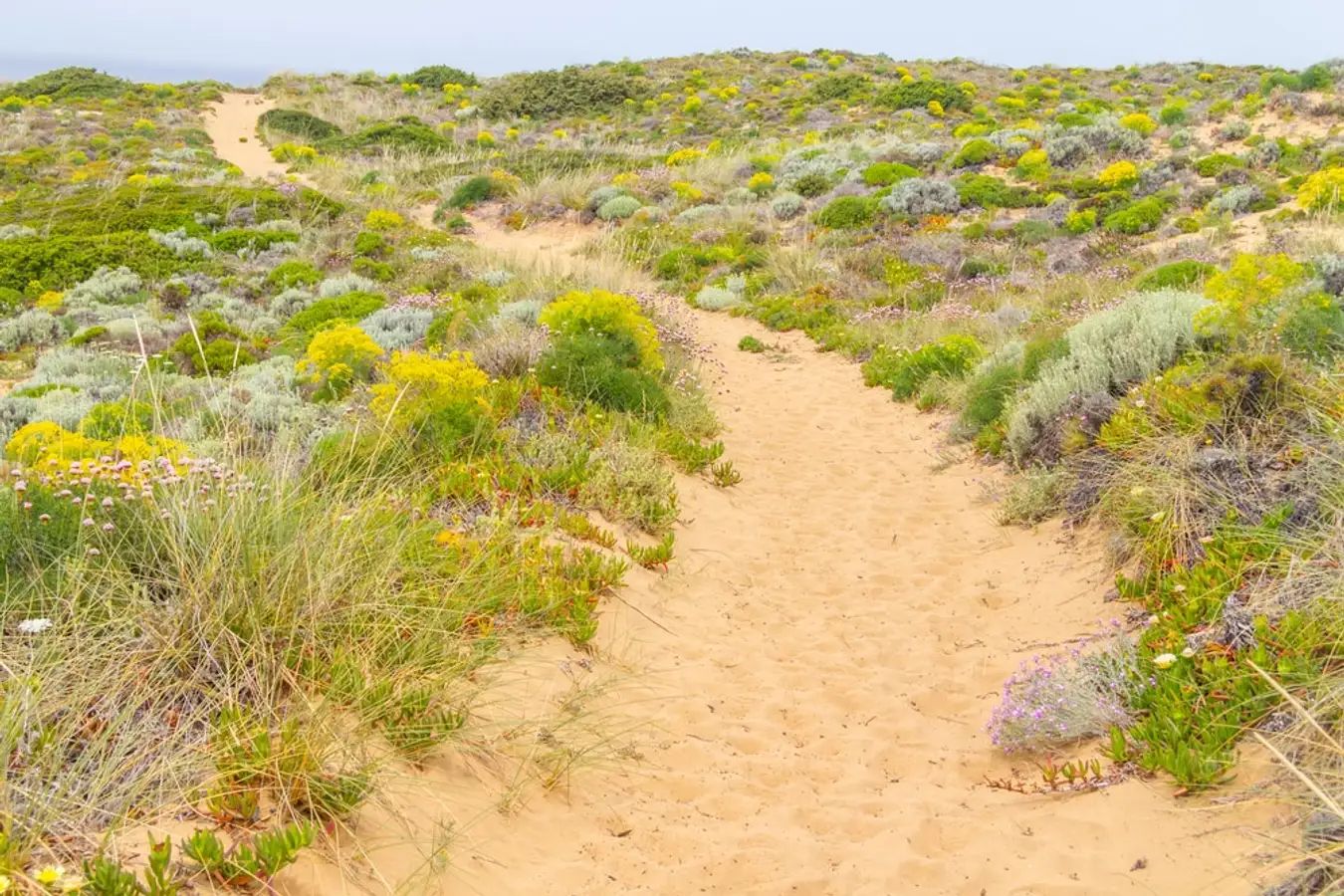 Đồi Hoa Cát Biển ở Thạch Hải