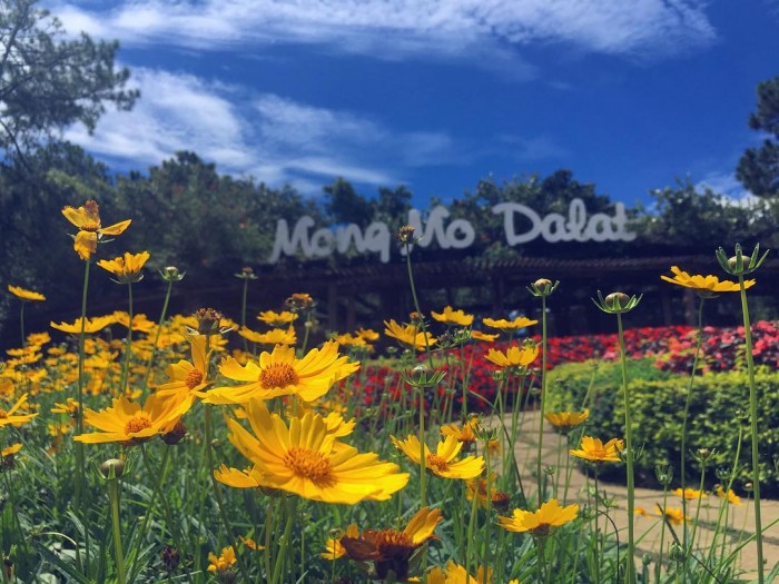 Đồi Mộng Mơ Đà Lạt xinh đẹp