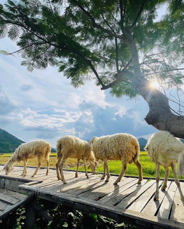 Đến An Hòa để được check-in cùng những chú cừu đáng yêu 