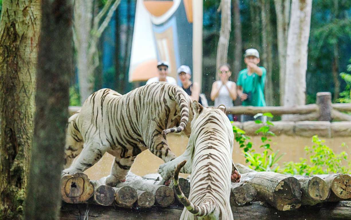 Thăm các loài thú tại Vinpearl Safari Phú Quốc