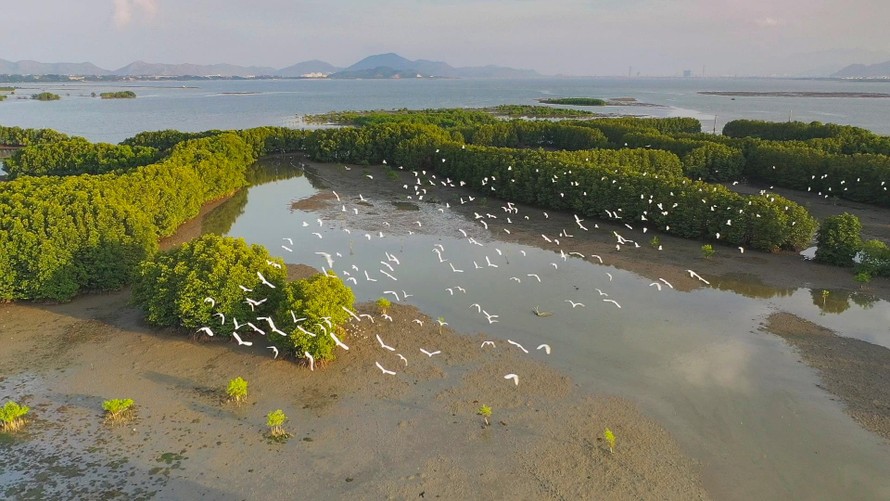 Du lịch Bình Định có gì đẹp? Ngắm nhìn vẻ đẹp trù phú của Đầm Thị Nại