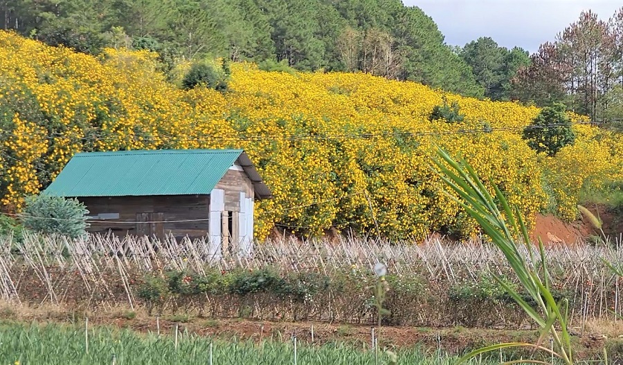 Mùa hoa dã quỳ ở Di Linh