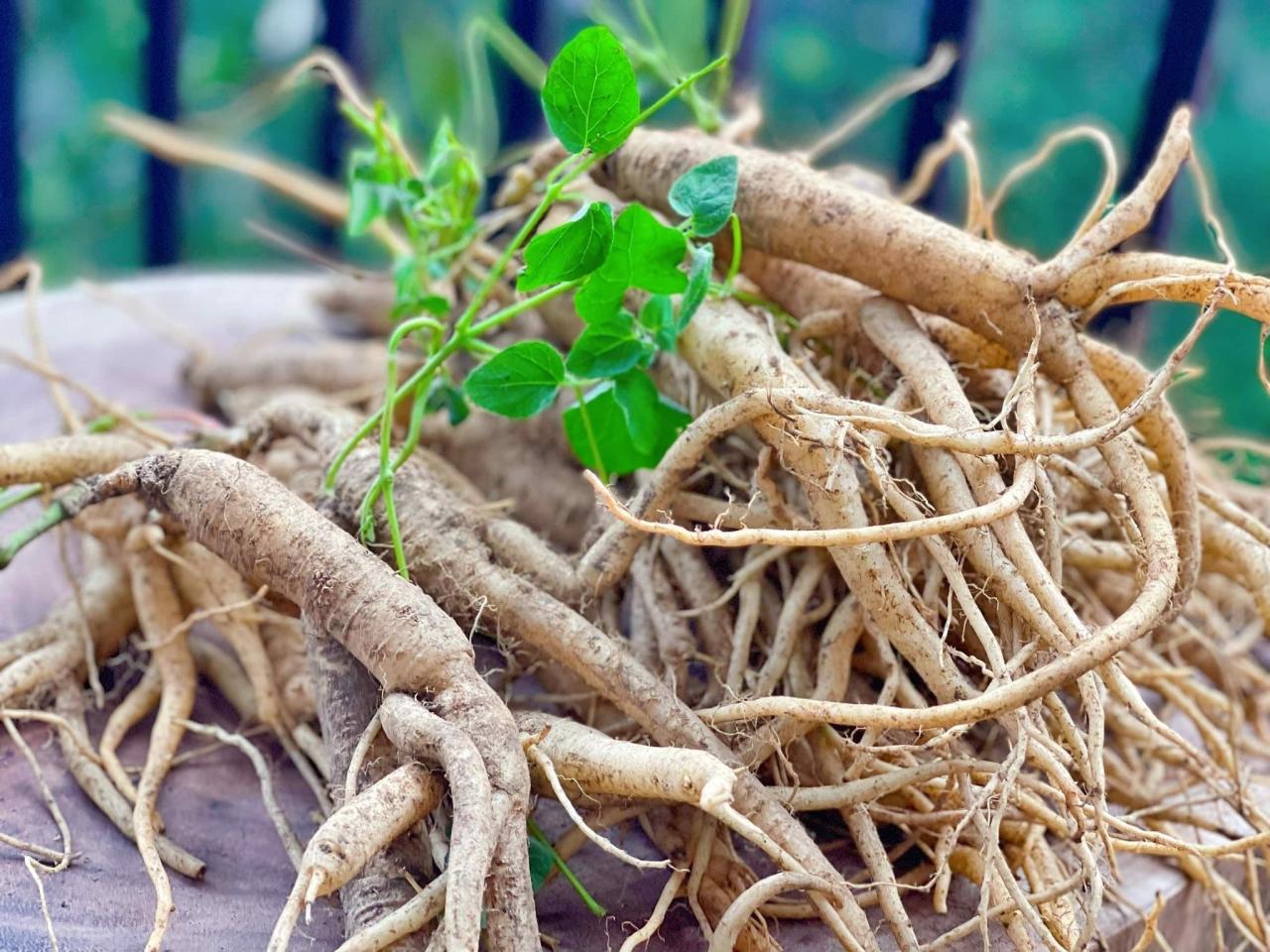 Sâm dây Ngọc Linh