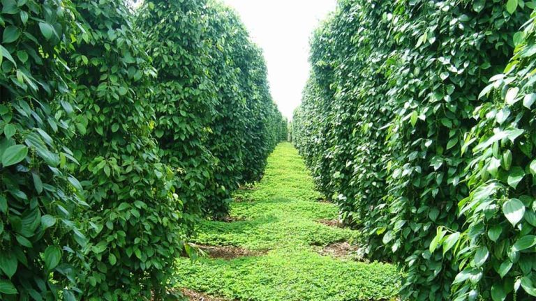Tham quan vườn tiêu đang vào mùa thu hoạch trong hành trình du lịch Tết Phú Quốc