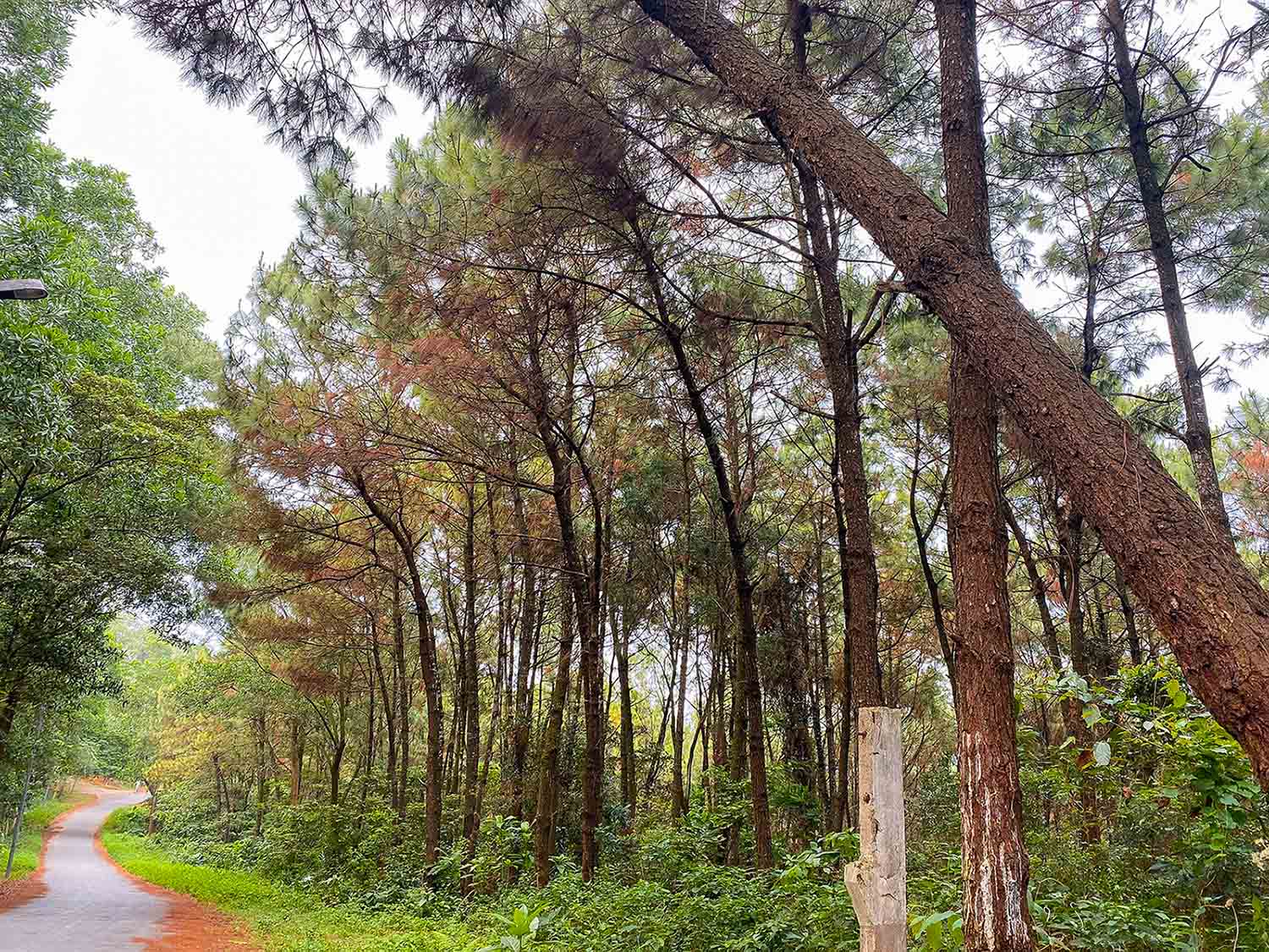 Đồi Thiên Văn Đường lên đồi Thiên Văn