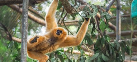 Endangered Primate Rescue Center: A must-visit in Ninh Binh