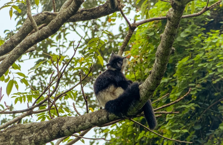 Endangered Primate Rescue Center Endangered Primate Rescue Center