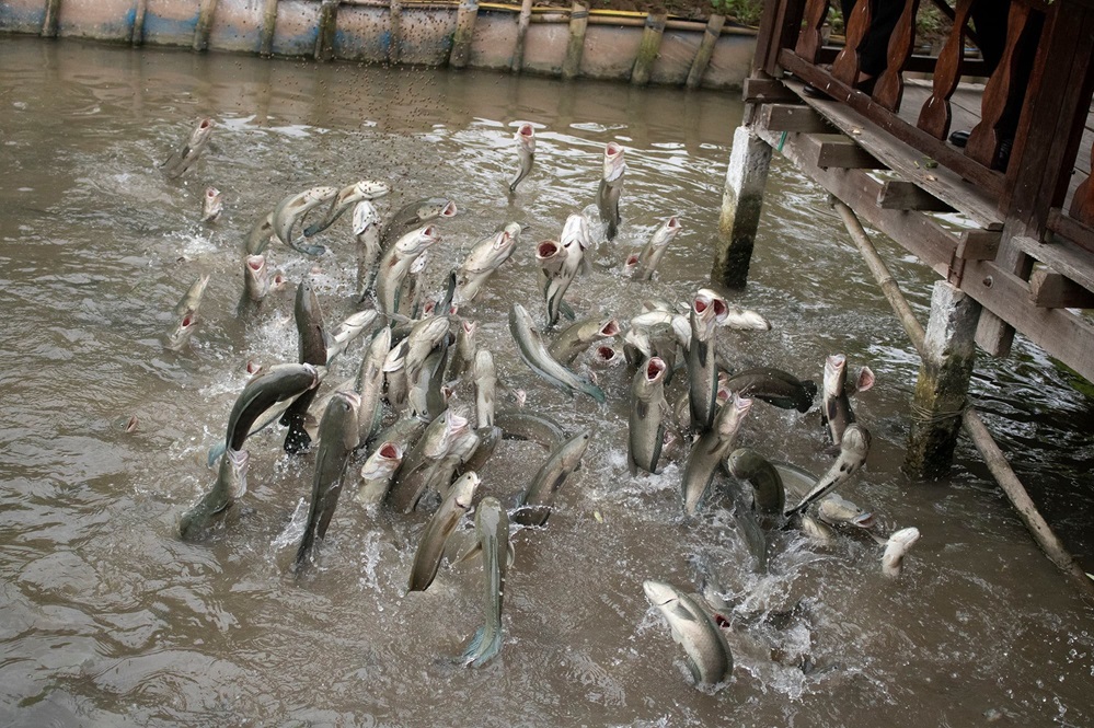 fish farms on Con Son