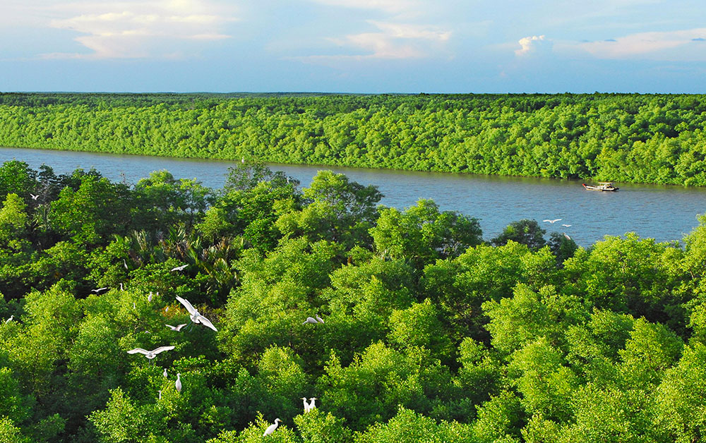 Can Gio Mangrove Forest
