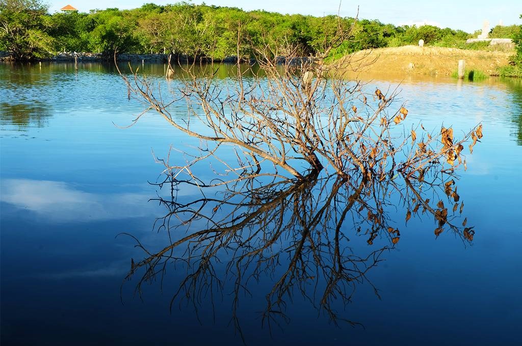 Experience the eco-tourism in the Mangrove Forest of Nha Trang Bay