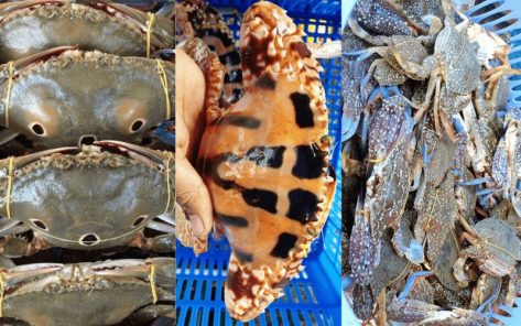 Ghẹ Hàm Ninh Phú Quốc: Đặc sản đảo ngọc đậm đà hương vị biển cả