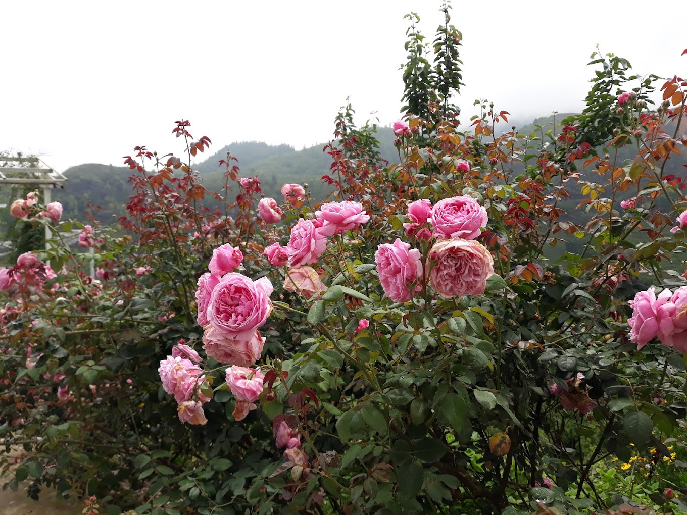 Ghé thăm vườn hồng Sa Pa