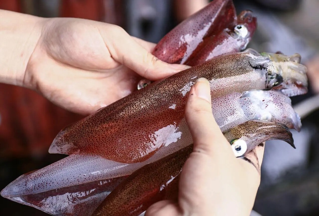 Mực nhảy Vũng Áng Giá mực nhảy Vũng Áng