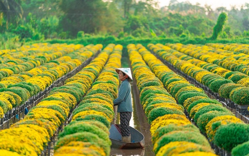 Giỗ tổ Hùng Vương đi đâu chơi? Ngắm làng hoa Sa Đéc rực rỡ tại Đồng Tháp