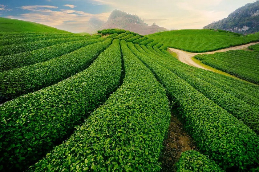Giới thiệu về Đà Lạt Đồi chè ở Đà Lạt