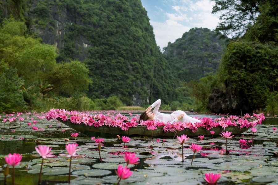 gorgeous bloom of water lilies