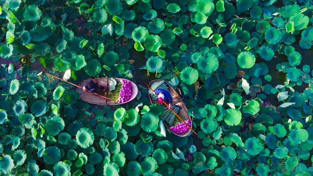 July is when the lotus flowers in West Lake bloom beautifully