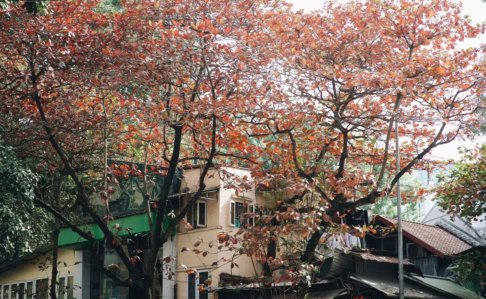 Hanoi weather in November