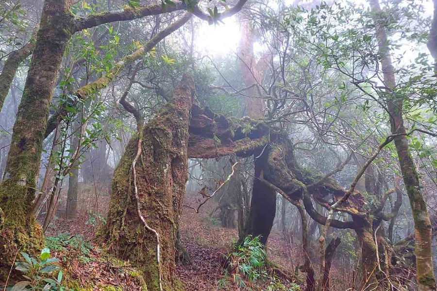 Hệ sinh thái vườn Quốc gia Vũ Quang