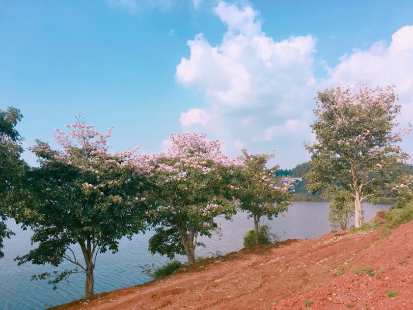 Đồi hoa kèn hồng thơ mộng, trữ tình 