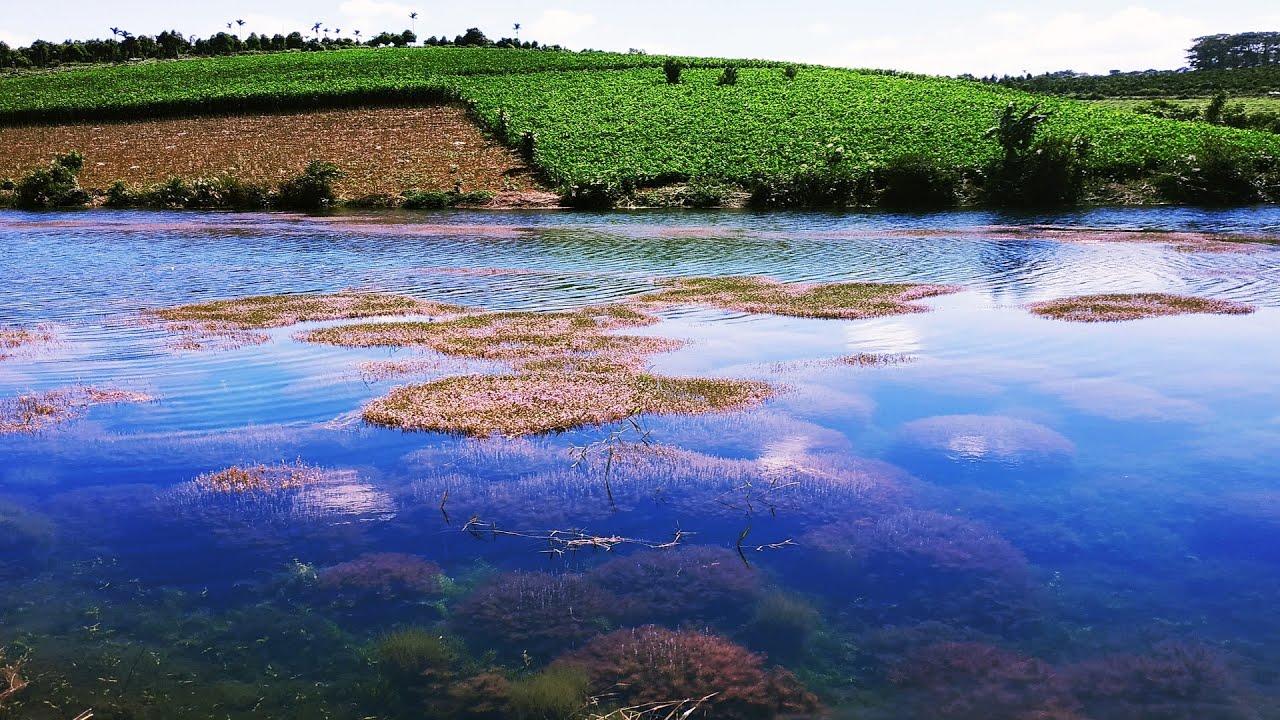 Hình ảnh tảo hồng độc đáo và đặc biệt