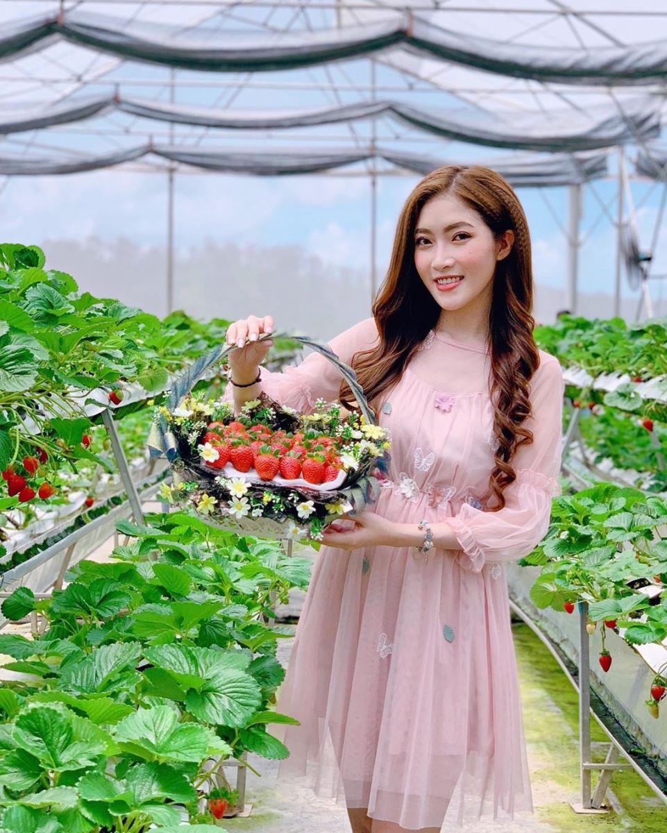 Trải nghiệm tự tay hái dâu tây tại vườn dâu Biofresh