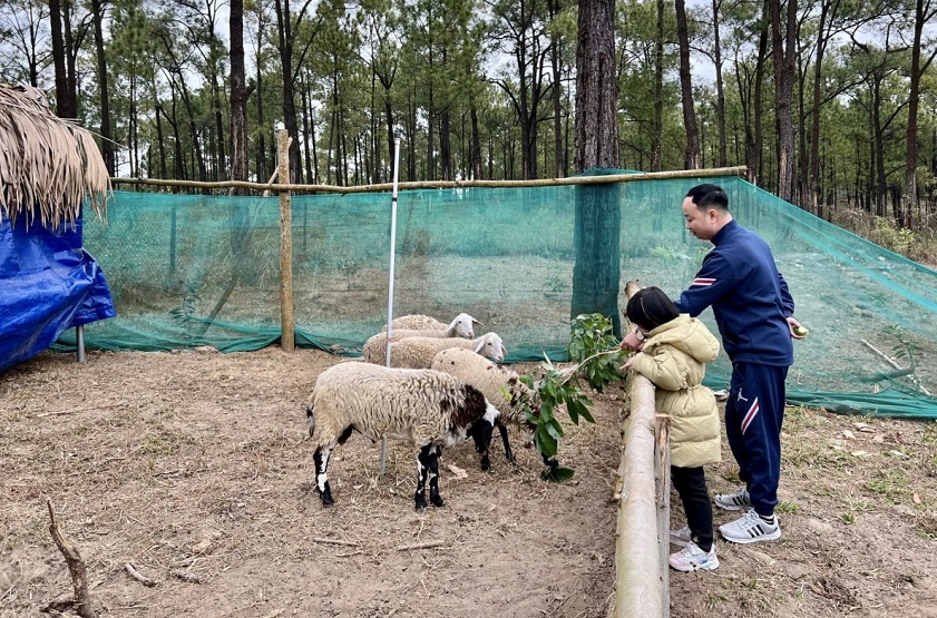 Tham quan khu nuôi cừu là một hoạt động du khách không nên bỏ qua