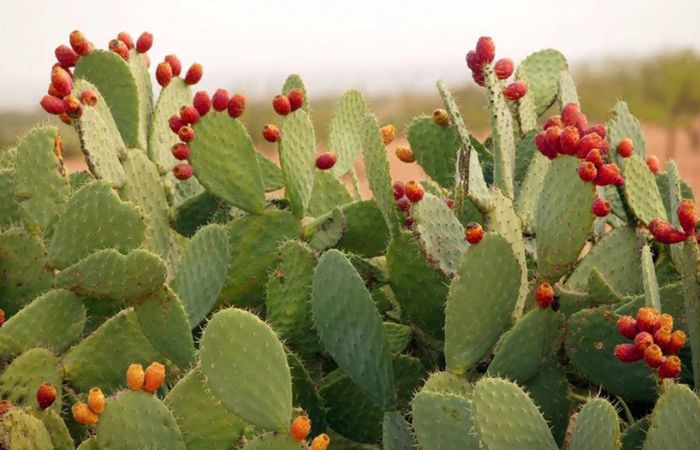 hoa xương rồng Cây xương rồng tai thỏ có hoa mọc trên các nhánh cây khác nhau